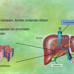 Wat is een bioartificiële lever en hoe werkt deze technologie