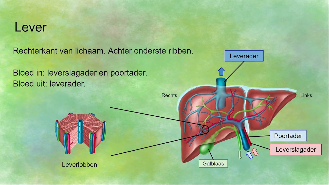 Wat is een bioartificiële lever en hoe werkt deze technologie